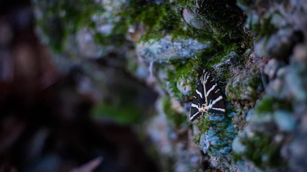 Ένα Κοντινό Πλάνο Μιας Πεταλούδας Ένα Βράχο Καλυμμένο Βρύα — Φωτογραφία Αρχείου