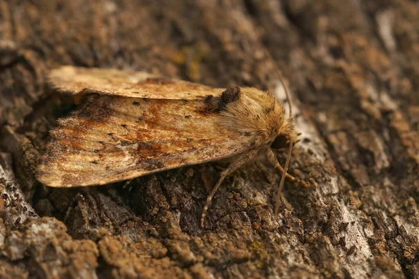 Closeup Slender Brindle Apamea Scolopacina Sitting Piece Wood Garden — Stockfoto