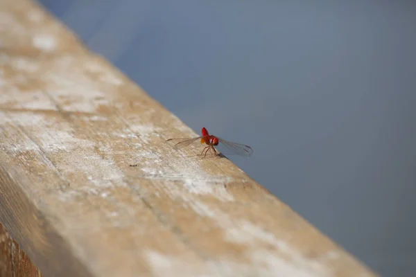 一只红蜻蜓在木制表面上的宏观照片 — 图库照片