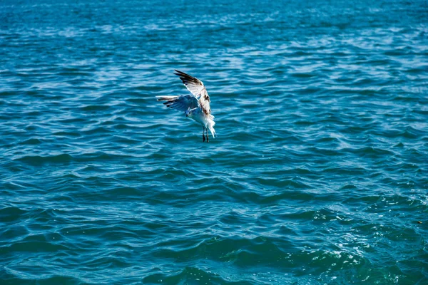 Beautiful Shot Seagull Flying Blue Sea — Fotografia de Stock