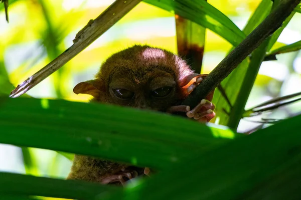 Retrato de um macaco albino primata animal raro no fundo