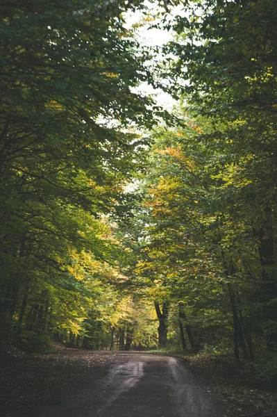 Egy Függőleges Lövés Egy Ösvényről Egy Gyönyörű Erdőben — Stock Fotó
