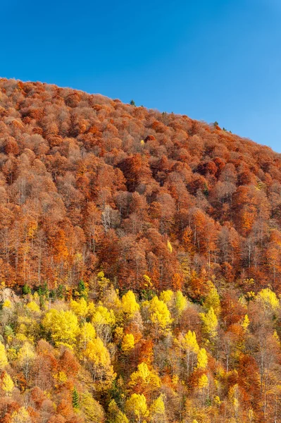 Een Prachtig Uitzicht Bomen Met Herfstkleuren Berg — Stockfoto