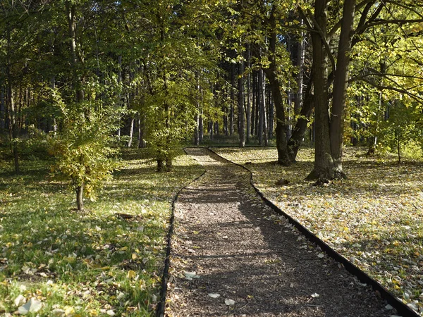 Caminho Entre Árvores Parque Outono — Fotografia de Stock