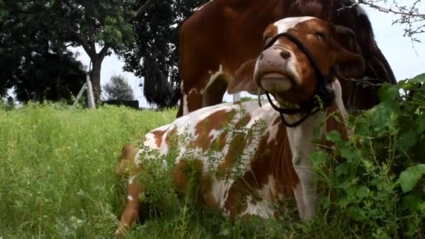 田里的奶牛 — 图库视频影像