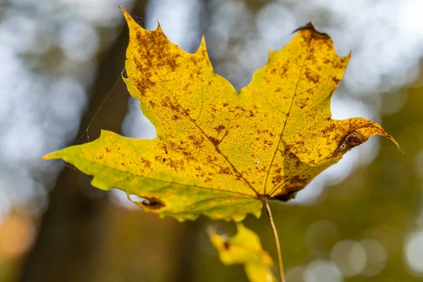 Zbliżenie Ujęcie Żółtego Klonu Liść Gałęzi Autumn — Zdjęcie stockowe