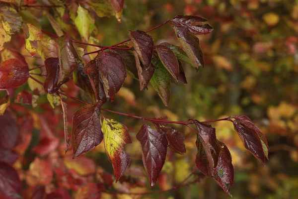 Piękny Strzał Złotych Liści Drzewach Sezonie Jesiennym — Zdjęcie stockowe