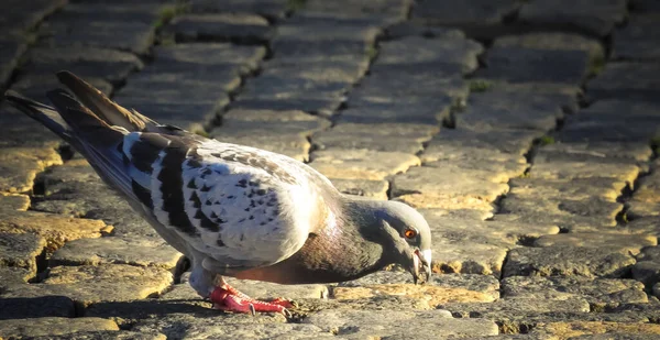 Nahaufnahme Einer Taube Die Samen Auf Einer Straße Frisst — Stockfoto
