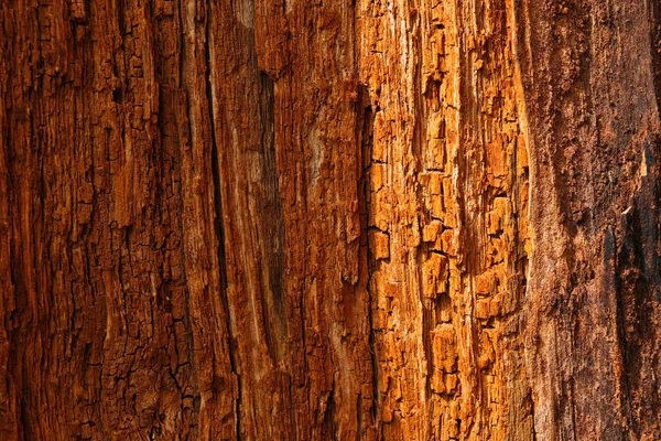 Closeup Shot Old Dry Rough Weathered Brown Tree Bark Sunlight — Foto Stock