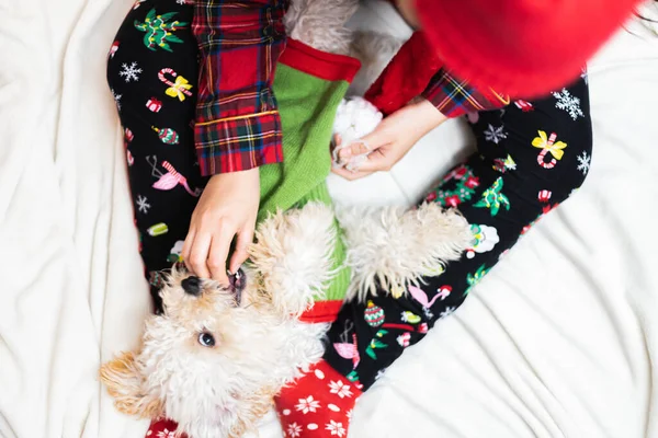Closeup Shot Person Cozy Pajamas Petting Dog Cute Christmas Outfit — Stockfoto