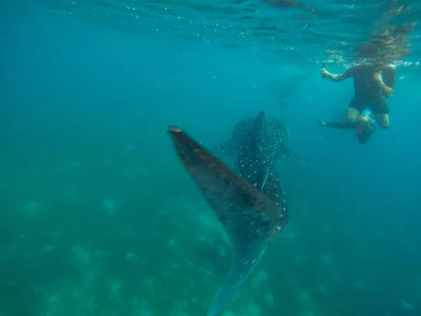 Una Foto Fascinante Algunas Personas Nadando Con Ballenas Bajo Agua — Foto de Stock