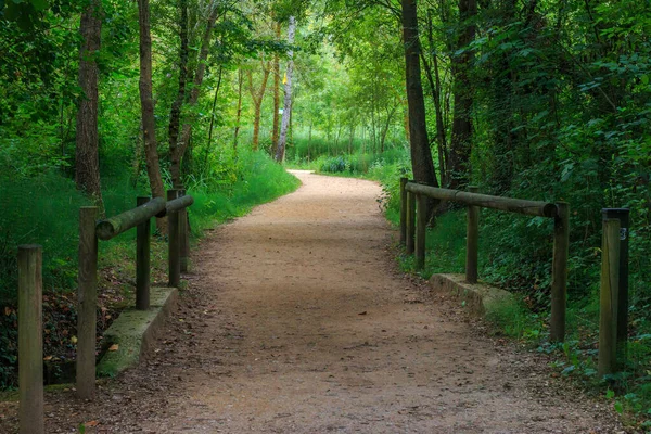 Narrow Path Green Forest — стоковое фото