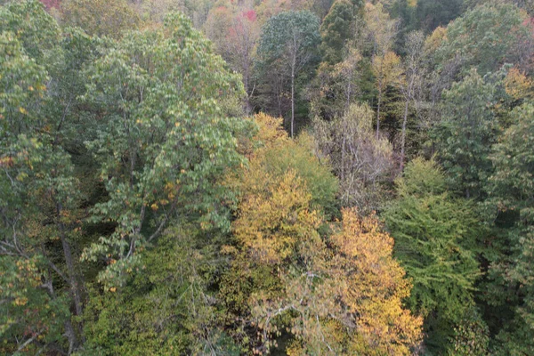 가을에 낙엽수림의 아름다운 — 스톡 사진