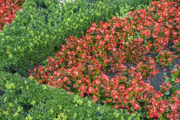 Beautiful Garden Full Red Ever Flowering Begonia Flowers Green Plants — Fotografia de Stock