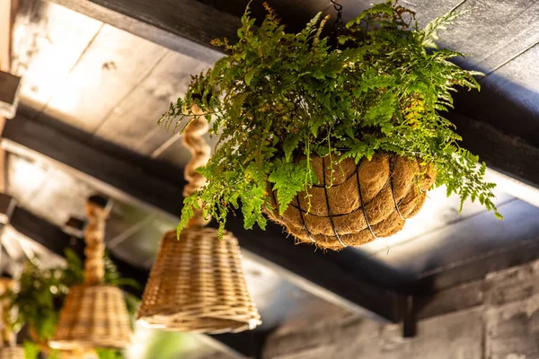 Closeup Selective Focus Decoration Bonsai Leaves Basket Hung Wooden Ceil — Fotografia de Stock