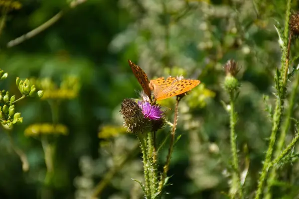 一只蝴蝶坐在田野花上的特写镜头 — 图库照片