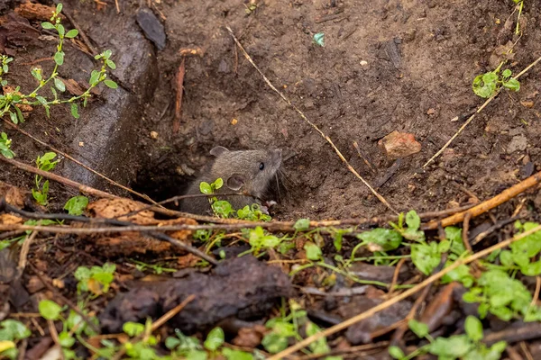 Closeup Shot Squirrel Forest — Stock Photo, Image