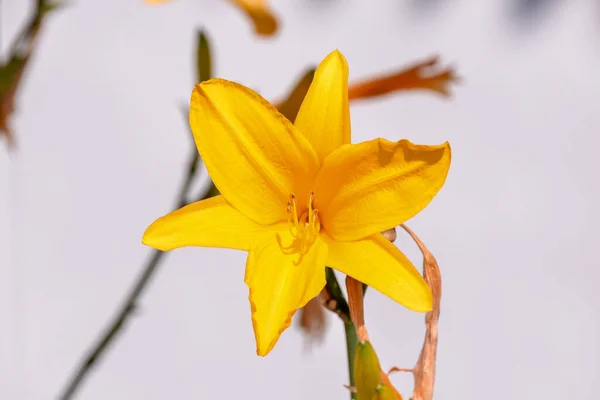 Eine Nahaufnahme Einer Gelben Blume Einem Garten Während Der — Stockfoto