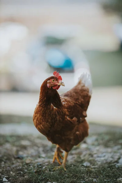草の上を歩くかわいい鶏の垂直ショット — ストック写真