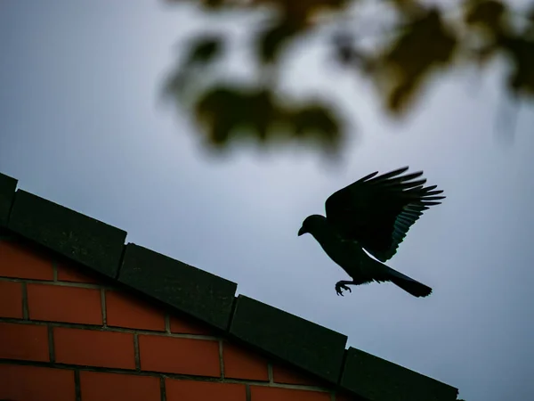 A silhouette bird flying and landing on a brick roof with a light sky on the background