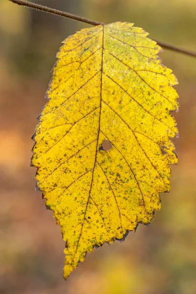 Vertical Closeup Shot Yellow Leaf Branch Autumn — Stockfoto