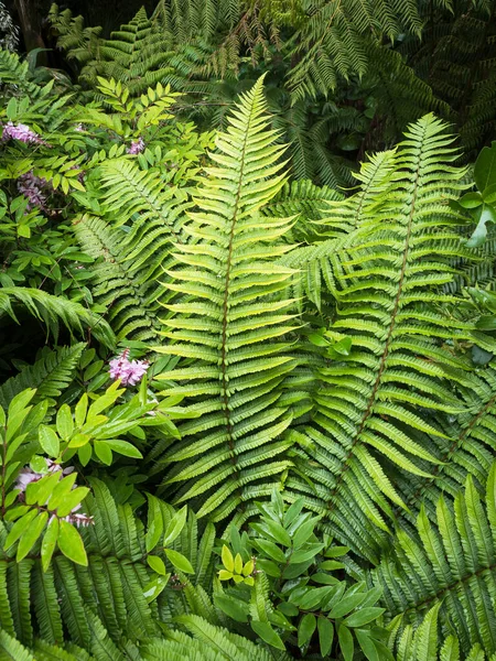 View Wallich Wood Fern Dryopteris Wallichiana Plant — Stockfoto