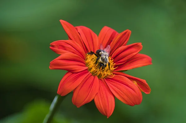 Beautiful Shot Bee Collecting Nectar Pretty Red Flower — Foto de Stock