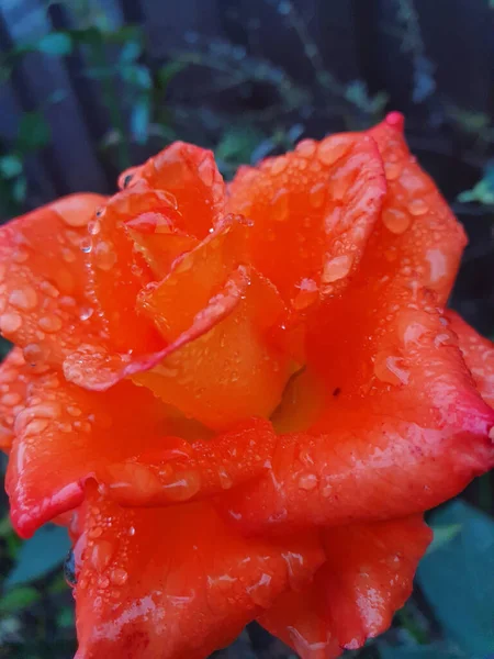 Eine Vertikale Nahaufnahme Einer Roten Rose Die Mit Tautropfen Bedeckt — Stockfoto