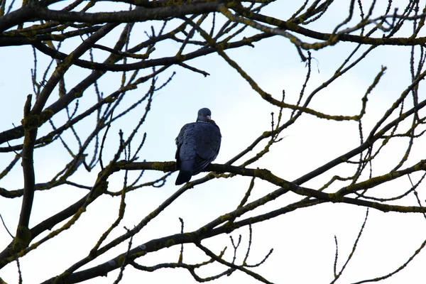 Pigeon Perché Sur Une Branche Arbre — Photo