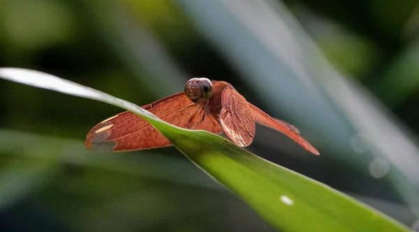 Sebuah Fokus Dangkal Dari Capung Coklat Berdiri Atas Daun Hijau — Stok Foto