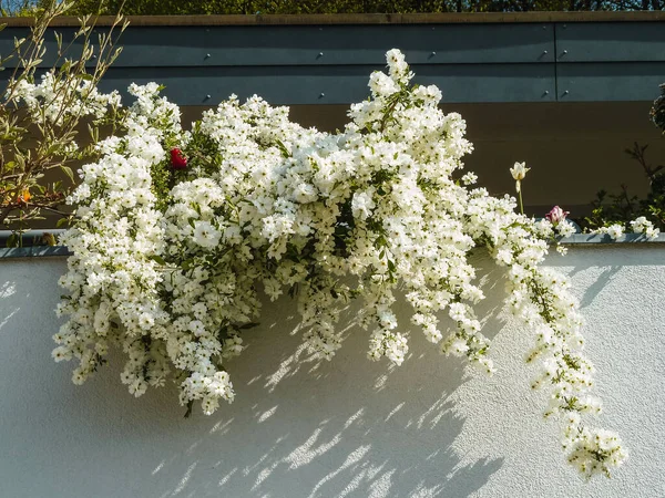 Beautiful Shot White Flowers Balcony — Fotografia de Stock