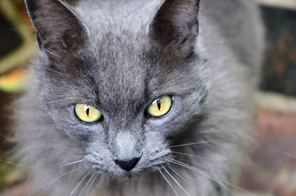 一只黄眼睛灰猫的肖像 — 图库照片