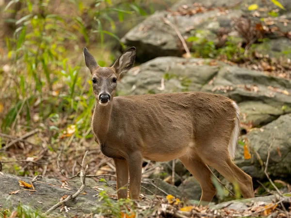 Nahaufnahme Eines Rehs Wald — Stockfoto