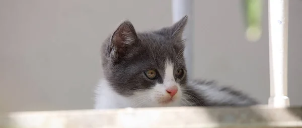 Primer Plano Lindo Gatito Gris Blanco — Foto de Stock