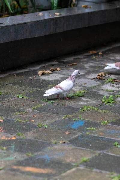 Mise Point Sélective Colombe Sur Trottoir — Photo