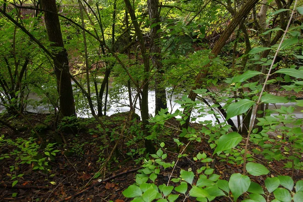 Beautiful View River Water Natural Green Plants Trees — Stockfoto