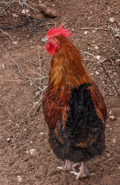 Tiro Vertical Una Gallina Una Granja —  Fotos de Stock