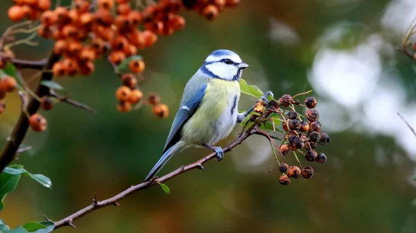 Closeup Beautiful Blue Tit Bird Tree Branch — стоковое фото