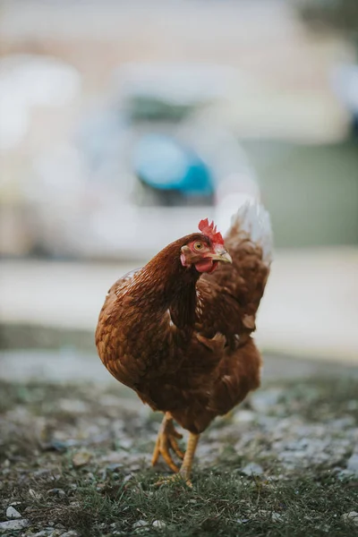 一只可爱的小鸡在草地上散步的垂直镜头 — 图库照片
