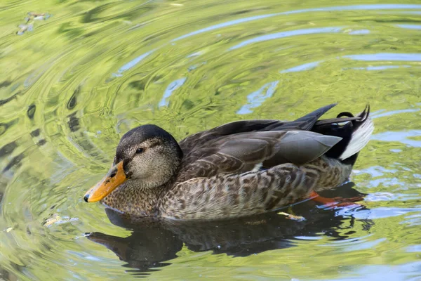 Small Lonely Duck Swimming Pond —  Fotos de Stock