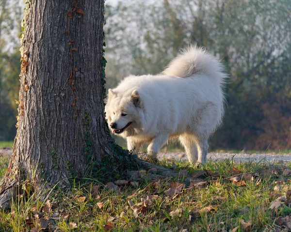 Денний Світловий Знімок Собаки Самойда Стоїть Поруч Деревом — стокове фото
