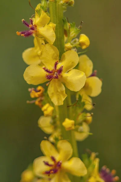 Vertical Shot Beautiful Yellow Hemp Nettles Galeopsis Flower Blurred Green — Photo