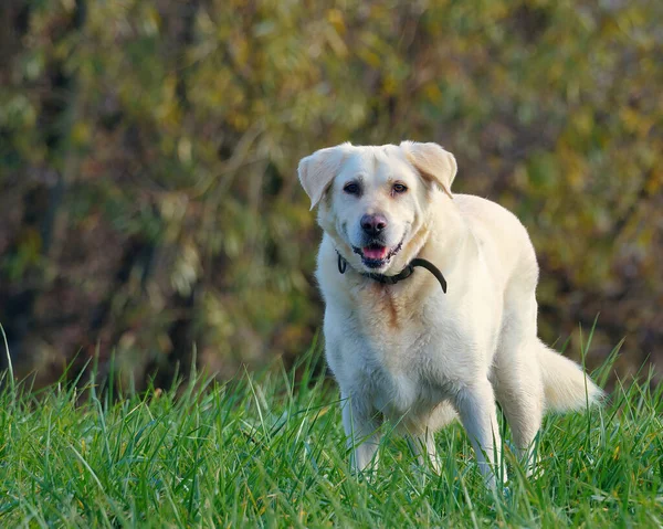 Close Foto Van Labrador Retriever Hond Die Het Gras Staat — Stockfoto