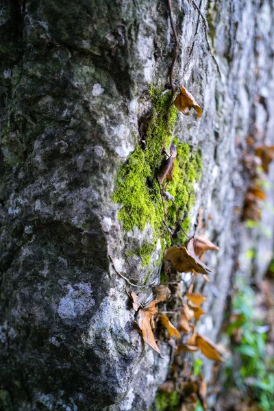 Árbol Del Bosque Cataluña — Foto de Stock