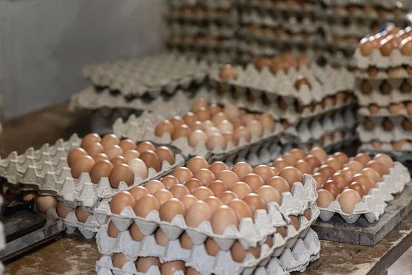 Los Huevos Granja Organizados Para Enviar Las Tiendas Vender — Foto de Stock