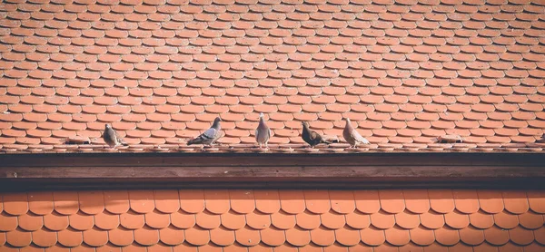 屋上にはハトが群がっていた — ストック写真