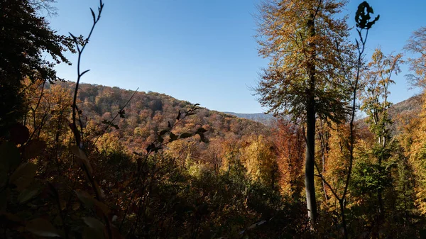 Scenic Shot Autumn Forest Full Trees Orange Yellow Leaves Mountain — Photo