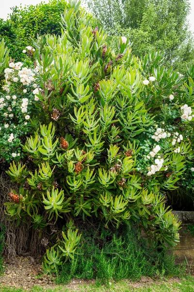 View Oleander Leaf Protea Protea Neriifolia Plant — Stock Fotó