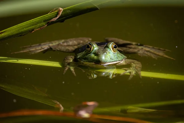 Tiro Nevoeiro Perto Lago — Fotografia de Stock