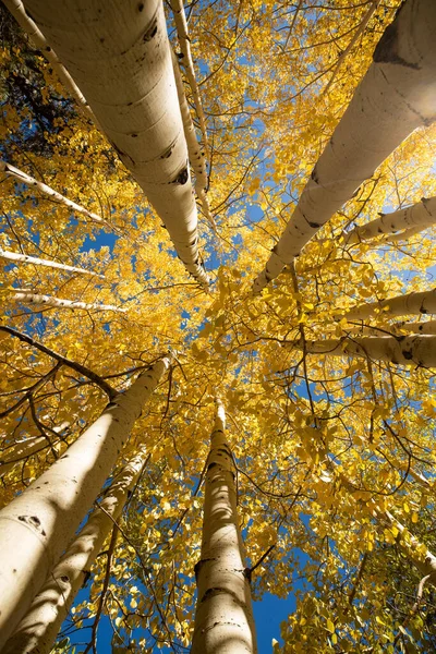 Een Verticaal Laag Hoek Opname Van Aspen Bomen Van Lockett — Stockfoto